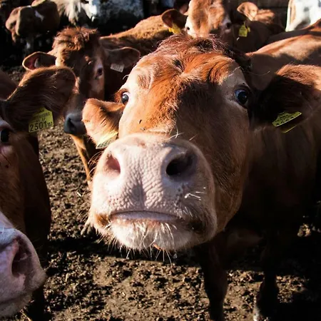 Апартаменты Biobauernhof Jagglhof