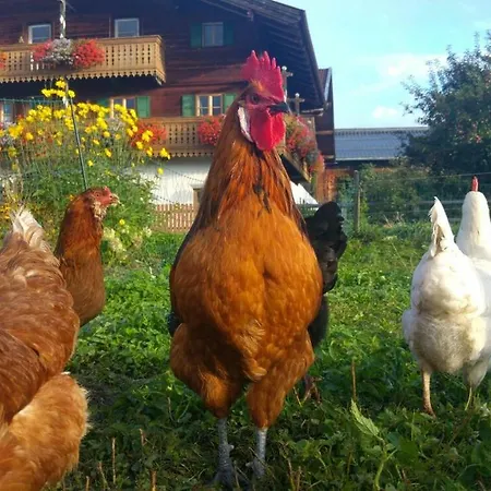 Апартаменты Biobauernhof Jagglhof Зальфельден