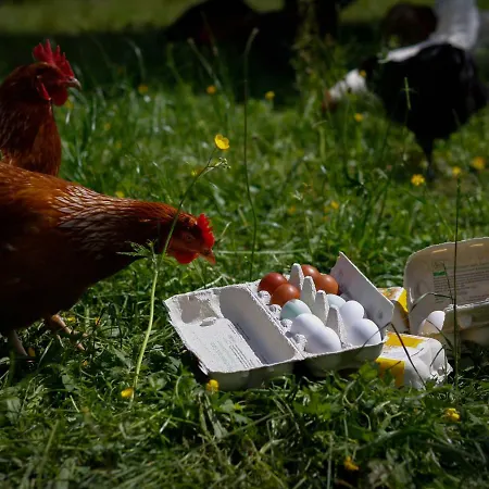 Biobauernhof Jagglhof 살펠덴암스타이너르넨미어